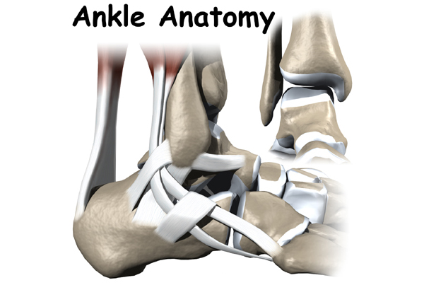 Ankle Anatomy