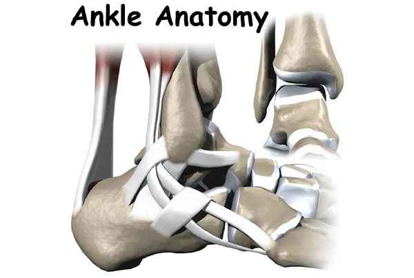 Ankle Anatomy