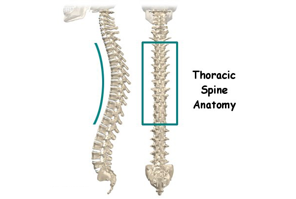 Thoracic Spine Anatomy