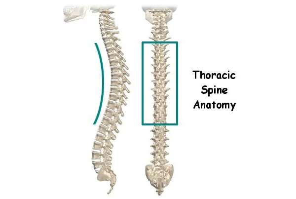 Thoracic Spine Anatomy