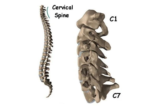 Cervical Spine Anatomy