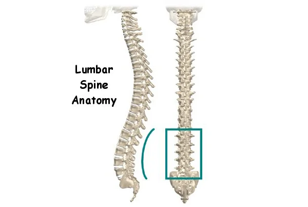 Lumbar Spine Anatomy